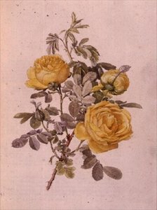 ロサ・ジーナス, No.10, 755, c.1910