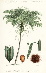 Treefern、Cyathea 種、1849 年 (彫刻)