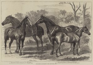 農業ホールでのショーの賞馬 作： Alfred Sheldon Williams