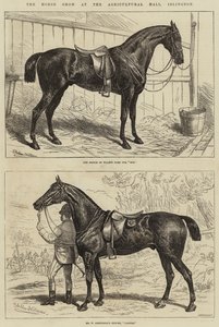 イズリントン農業ホールでの馬ショー