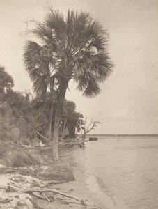  作： Alfred Stieglitz