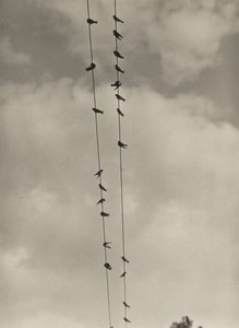  作： Alfred Stieglitz