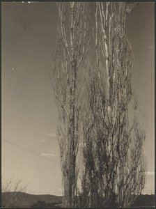 [瀕死のポプラ、レイク・ジョージ］ 作： Alfred Stieglitz