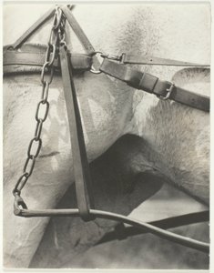 同等の精神的なアメリカ 作： Alfred Stieglitz