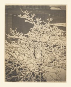  作： Alfred Stieglitz