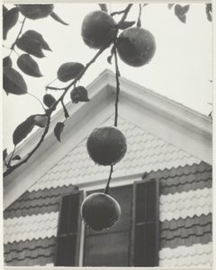 切妻とりんご 作： Alfred Stieglitz
