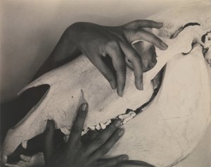 ジョージア・オキーフ - 手と馬の頭蓋骨 作： Alfred Stieglitz