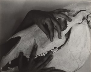 ジョージア・オキーフ - 手と馬の頭蓋骨、1931 年。 作： Alfred Stieglitz