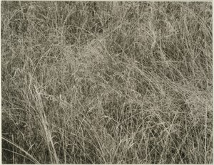草 作： Alfred Stieglitz