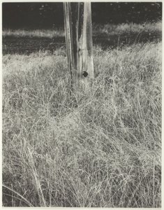 草と旗竿 作： Alfred Stieglitz