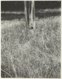 草と旗竿、1933年。 作： Alfred Stieglitz
