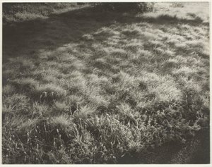 草と霜 作： Alfred Stieglitz