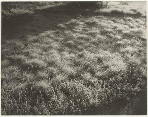草と霜、1934年。 作： Alfred Stieglitz
