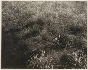 草 作： Alfred Stieglitz