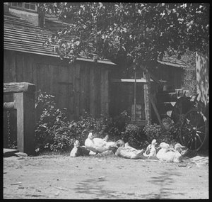 鑑定 作： Alfred Stieglitz