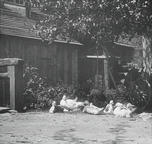 グータッハ、1894 年。 作： Alfred Stieglitz