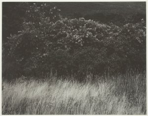 生け垣と草 - レイク ジョージ 作： Alfred Stieglitz
