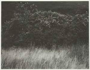 生け垣と草 - ジョージ湖、1933 年。 作： Alfred Stieglitz