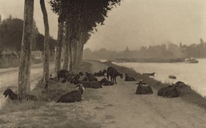 作： Alfred Stieglitz