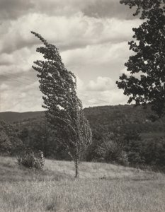 ポプラ—レイク・ジョージ 作： Alfred Stieglitz