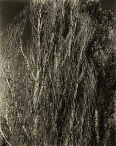 ポプラ ― ジョージ湖 作： Alfred Stieglitz