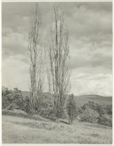 ポプラ ― ジョージ湖 作： Alfred Stieglitz