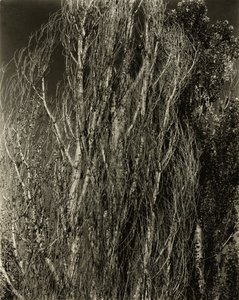 ポプラ — ジョージ湖、1932 年。