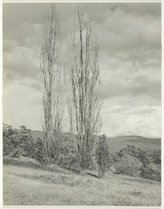 ポプラ - レイクジョージ、1935年。 作： Alfred Stieglitz