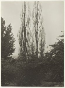 ポプラ - レイク ジョージ 作： Alfred Stieglitz