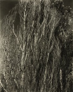 ポプラ - レイク ジョージ 作： Alfred Stieglitz