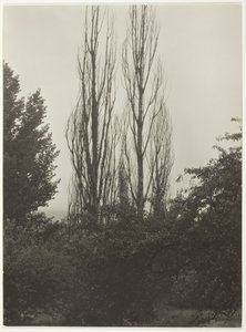 ポプラ - ジョージ湖、1935 年。 作： Alfred Stieglitz