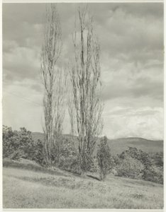 ポプラズ レイク ジョージ 作： Alfred Stieglitz