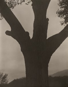 瀕死の栗 作： Alfred Stieglitz