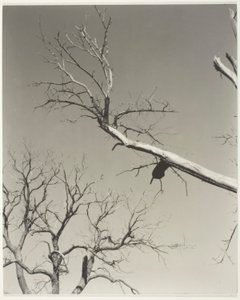 枯れゆく栗の木-私の先生 作： Alfred Stieglitz