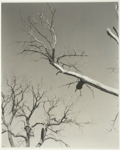 枯れゆく栗の木-私の先生 作： Alfred Stieglitz