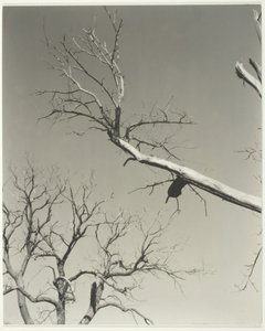 瀕死の栗の木—私の先生、1927年。 作： Alfred Stieglitz