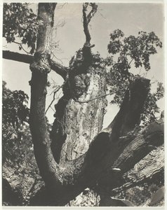 古いもみじ - ジョージ湖、1926 年。 作： Alfred Stieglitz