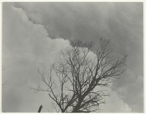 ツリーセット 3 作： Alfred Stieglitz