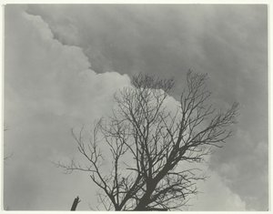 ツリー セット 3、c。 1924年。 作： Alfred Stieglitz