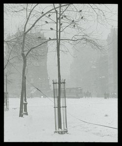 雪の中のツリー、ニューヨーク 作： Alfred Stieglitz