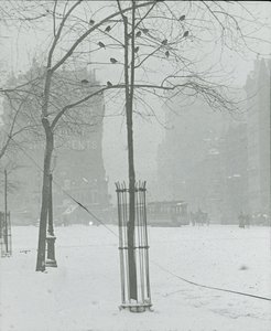 雪の中の木、ニューヨーク市、190002。 作： Alfred Stieglitz
