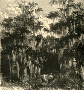 「マグノリアの沼地」、1872 年。 作： Alfred Rudolph Waud