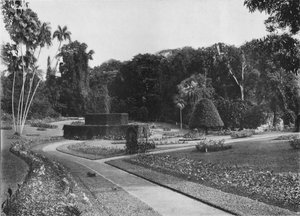 The Fernery、Peradeniya Gardens、Ceylon、c1890 1910 作： Alfred William Amandus Plate