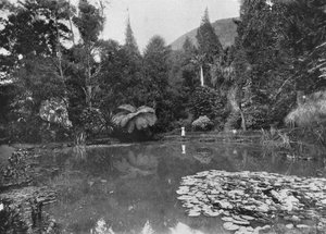 蓮の池、ハッガラ庭園、ヌワラエリヤ、c1890、1910 作： Alfred William Amandus Plate