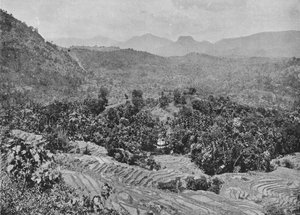 カドゥガナワ峠、1890年、1910年からの水田の眺め 作： Alfred William Amandus Plate