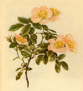「ドッグローズ」、c1890-1908、1944年。 作： Alfred William Parsons