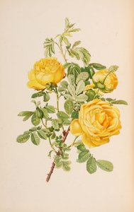 1914 年、エレン ウィルモット作のバラ属のイラスト。 作： Alfred William Parsons