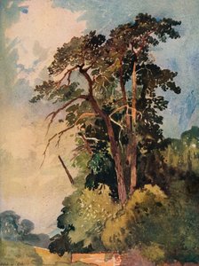 木の研究、c1880