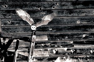 Airborne, シリーズ「メンフクロウ」より, 2018（写真） 作： Alice Gur-Arie