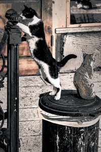 好奇心、2017年（写真）
